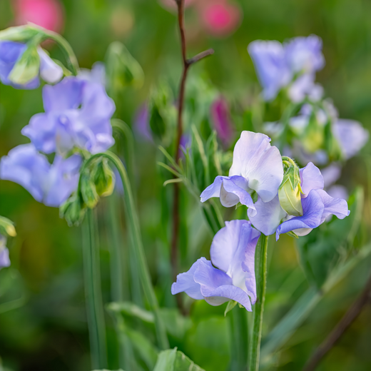Blue Sweet Pea Seeds
