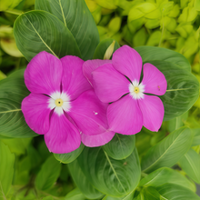 Vinca Seeds - Magenta