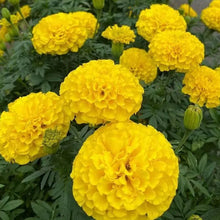 Orange African Marigold Seeds