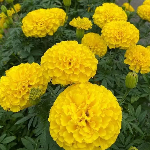 Orange African Marigold Seeds