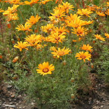 Ursinia Seeds - Yellow