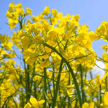 Yellow Field Mustard Seeds