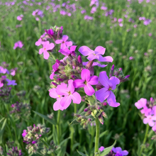 Dames Rocket Seeds