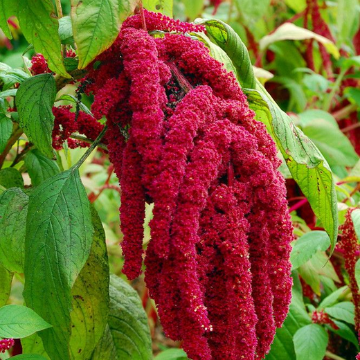 Love Lies Bleeding Amaranth Seeds