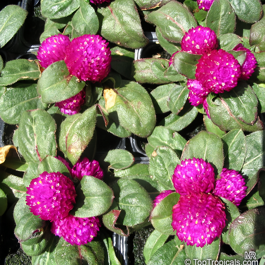 Globe Amaranth Seeds - Purplish Red