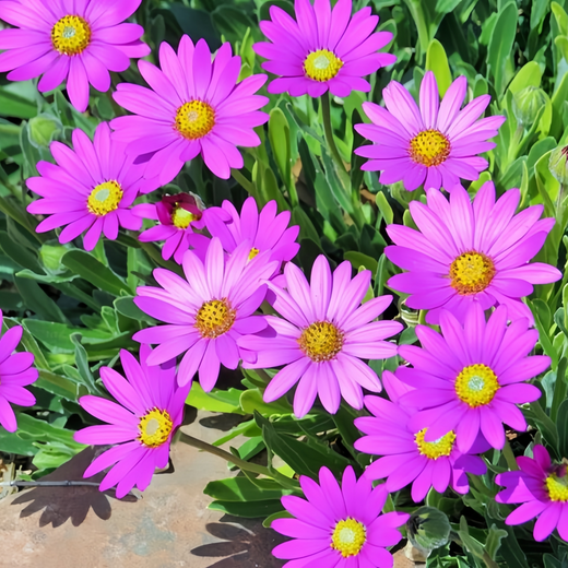 Cape Daisy Seeds - Purplish Red