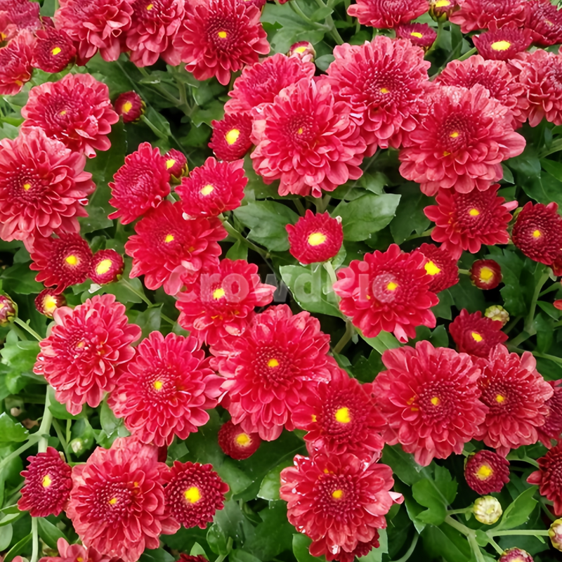 Dahlia Seeds - Red