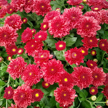 Dahlia Seeds - Red