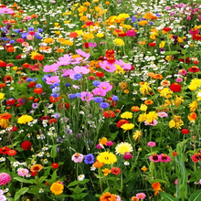 Cold Resistant Dwarf Wildflower Mix
