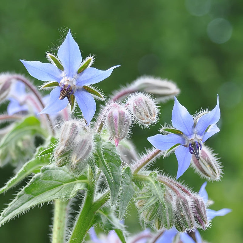Blue Borage Seeds