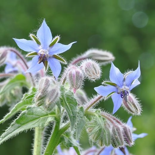 Blue Borage Seeds