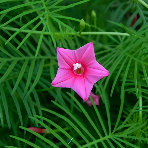 Pink Morning Glory Seeds