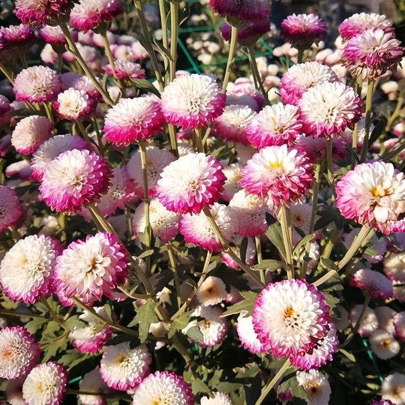 China Aster Seeds - Mix