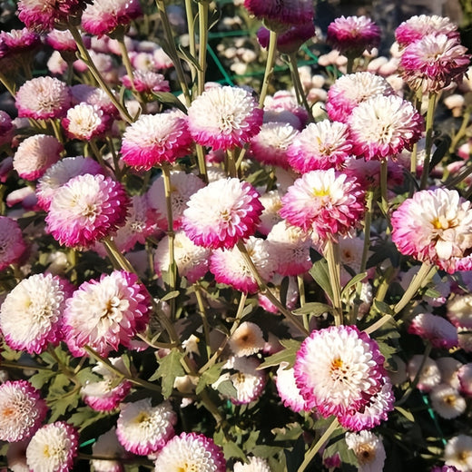 China Aster Seeds - Mix