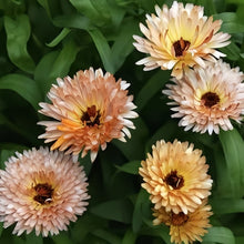 Light Yellow Calendula Seeds