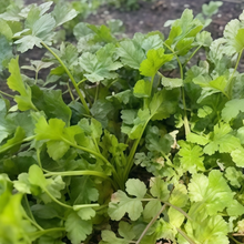 Coriander Seeds
