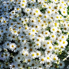 Swan River Daisy Seeds - White