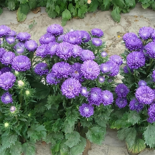China Aster Seeds - Blue