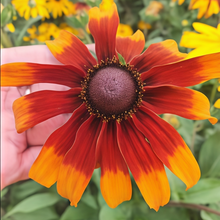 Mix Black Eyed Susan Seeds
