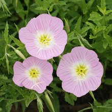 Evening Primrose Seeds - Pink