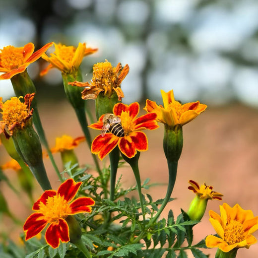 Orange Satin Flower Seeds