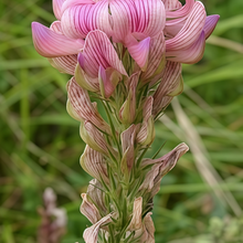 Sainfoin Seeds - Red