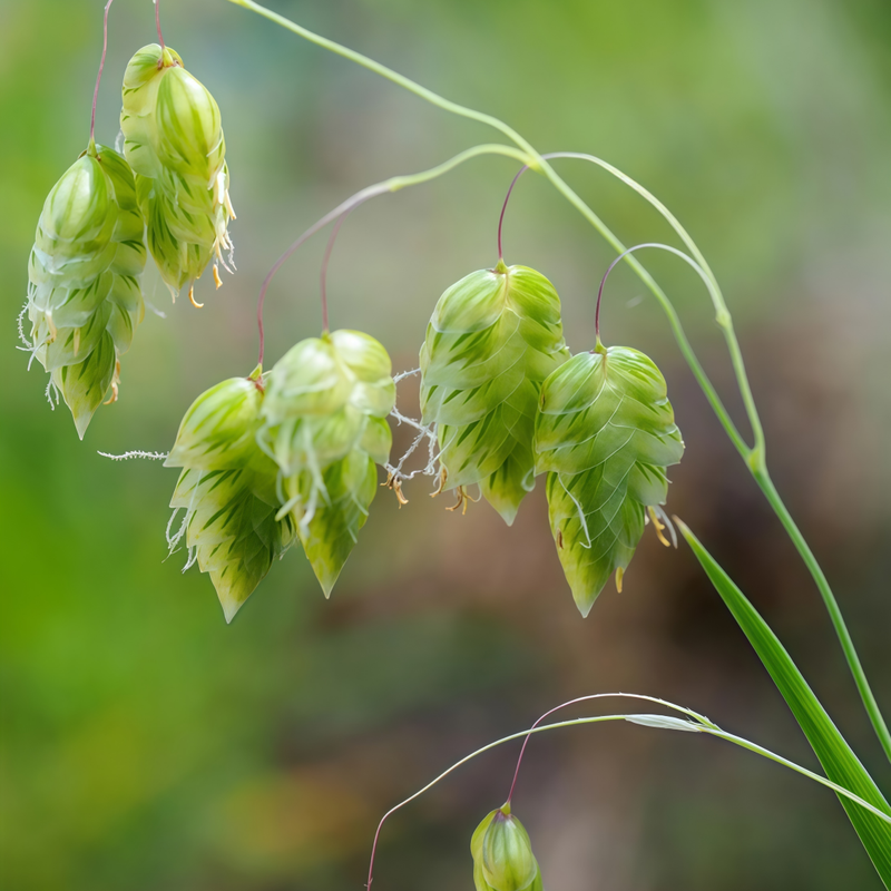 Quaking Grass Seeds - White