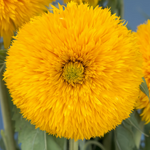 Strawflower Seeds - Yellow
