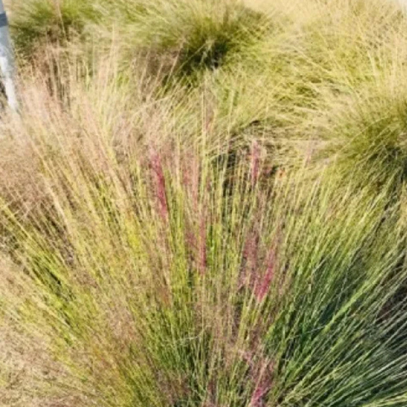 Achnatherum Needle Grass Seeds