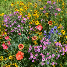 Wildflower Seeds - Dwarf Mix Includes Candytuft, Snapdragon, Clarkia Amoena, etc.