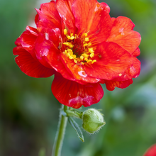 Geum Seeds - Red