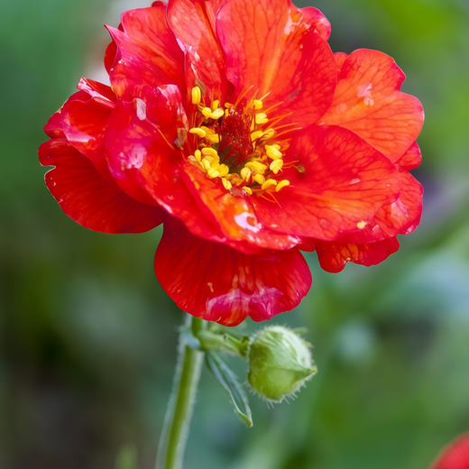 Geum Seeds - Red