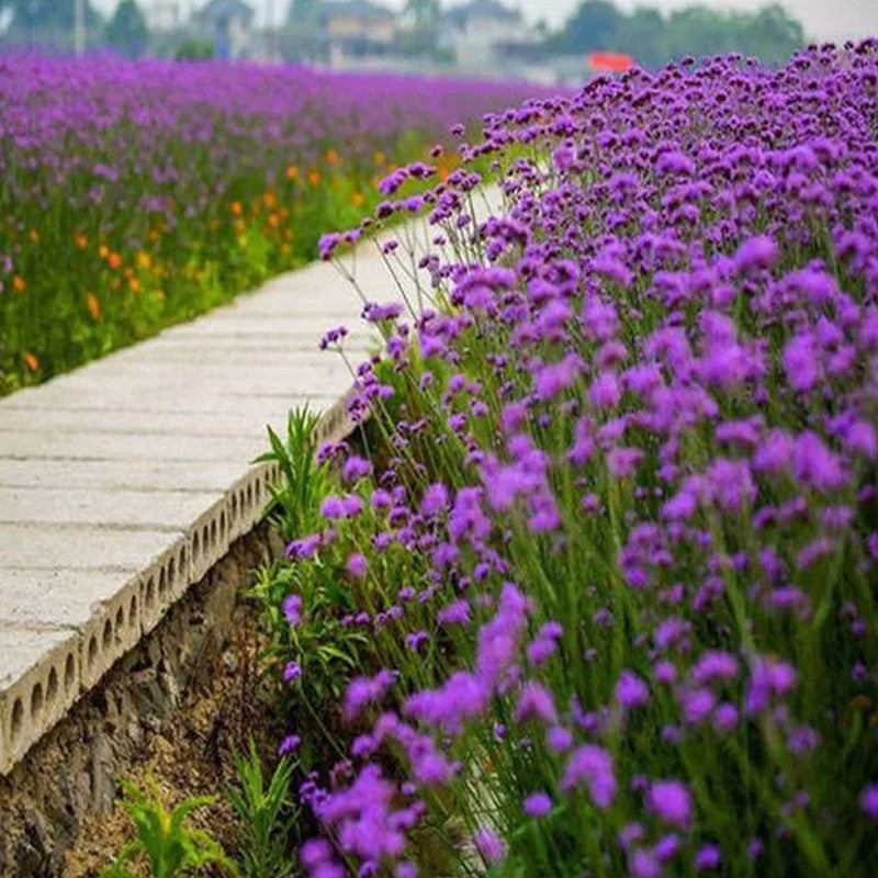Red Verbena Seeds