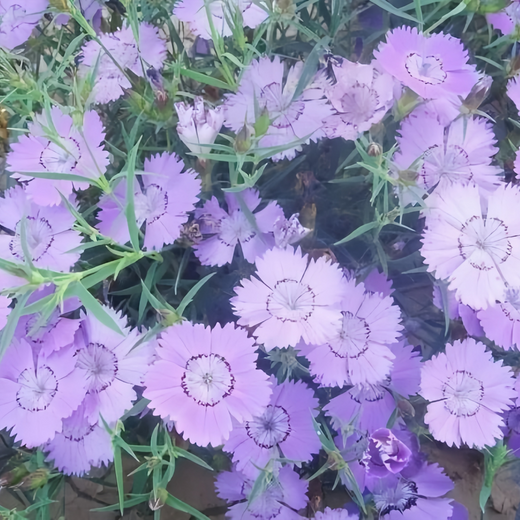 Blue Dianthus Seeds