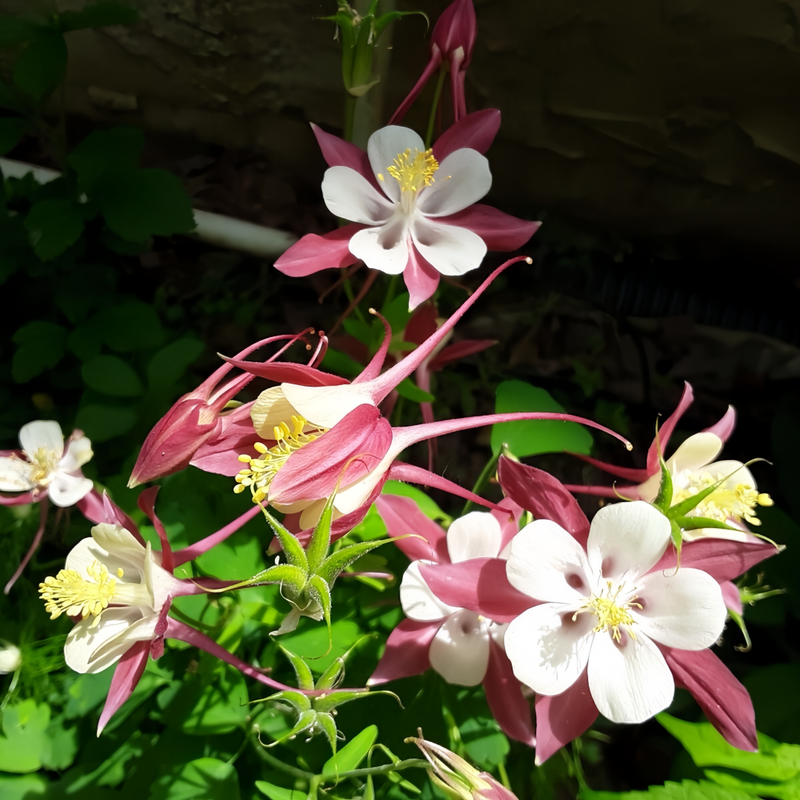 Red Columbine Seeds