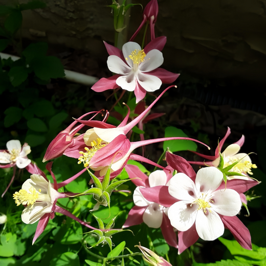 Red Columbine Seeds