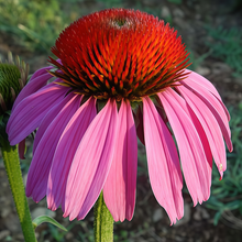 Purple Coneflower Seeds - Purple Red
