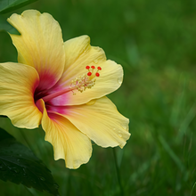 Hibiscus Seeds - Light Yellow