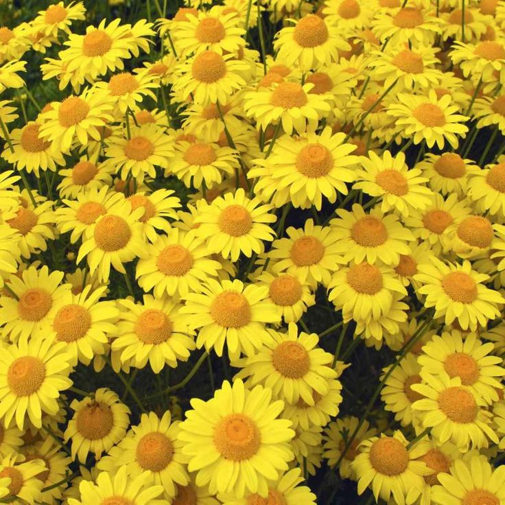 Golden Marguerite Seeds
