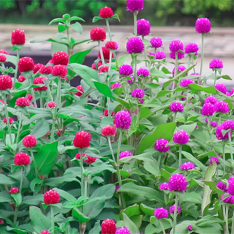 Globe Amaranth Seeds - Mix
