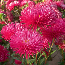 China Aster Seeds - Bright Red