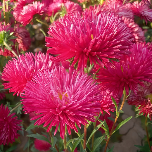 China Aster Seeds - Bright Red