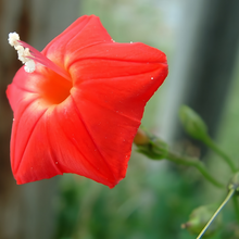 Red Morning Glory Seeds