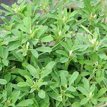 Fenugreek Seeds