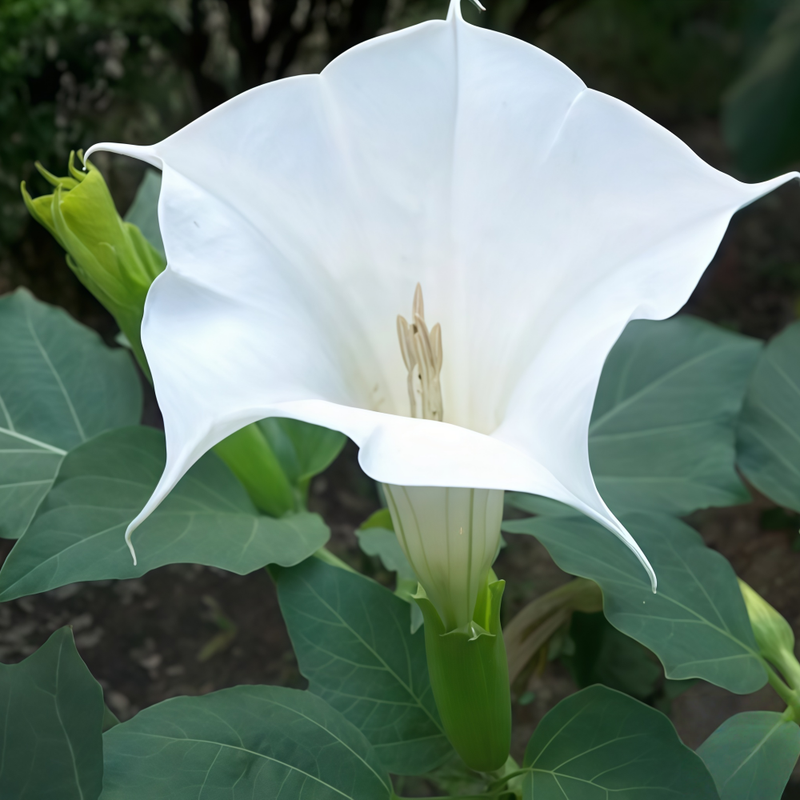 Datura Metel Seeds