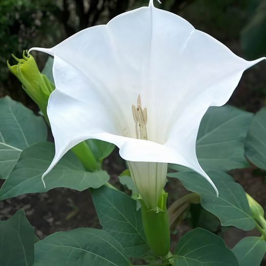 Datura Metel Seeds