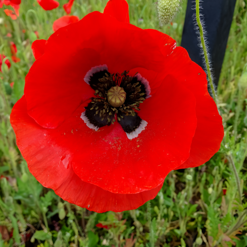 Pink Mixed Poppy Seeds