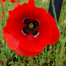 Pink Mixed Poppy Seeds