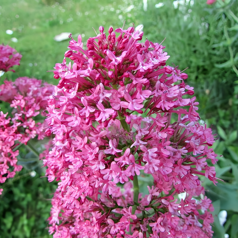 Cornflower Seeds - Pink