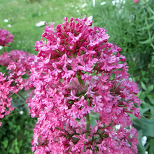 Cornflower Seeds - Pink